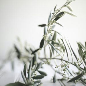 Olio Novello 2025 – Olio Extra Vergine di Oliva Umbro